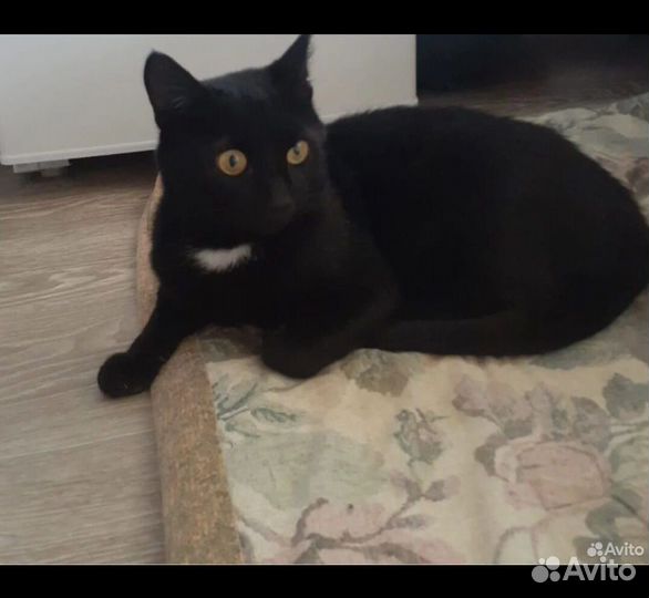 Котик Атос