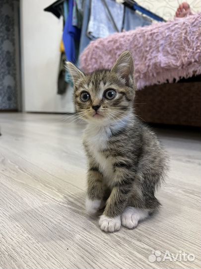 Котенок, девочка