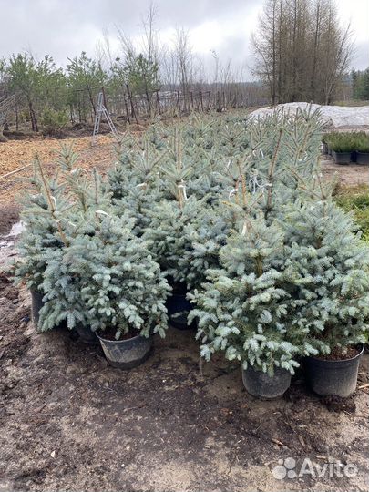 Ель голубая блю даймонд