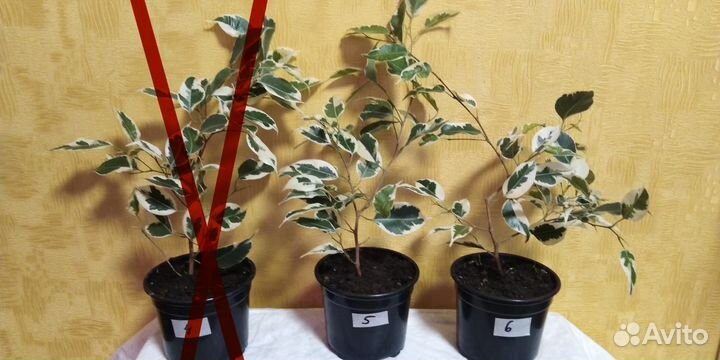 Фикус бенджамина