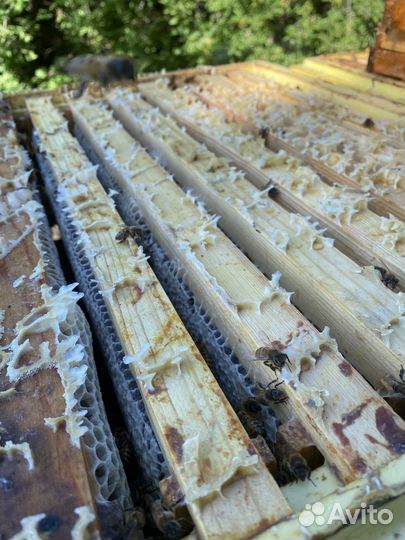 Мёд с пасеки