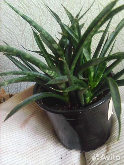 Сансевьерия цилиндрическая,гастерии,алоэ