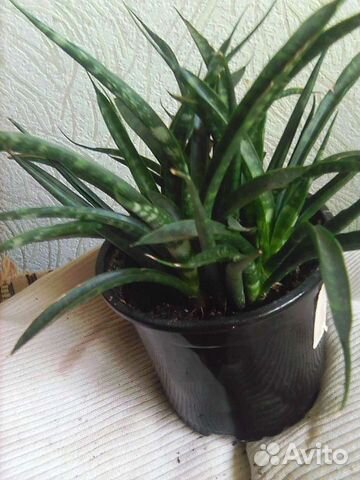 Сансевьерия цилиндрическая,гастерии,алоэ