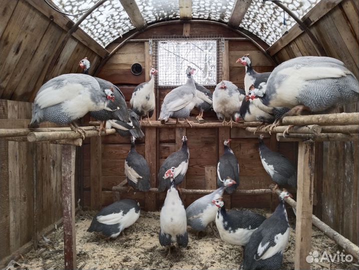 Цесари. ия цесарки