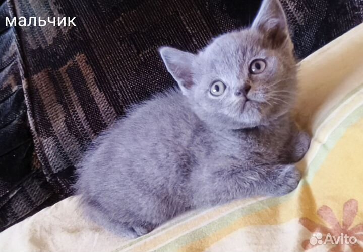 Британские котята