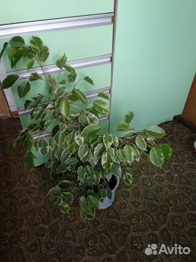 Фикус бенджамина пестролистный