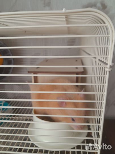 Сирийский хомяк с клеткой