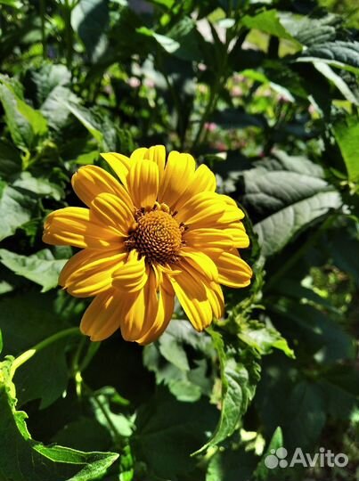 Саженцы многолетников