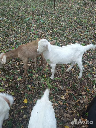 Козлята