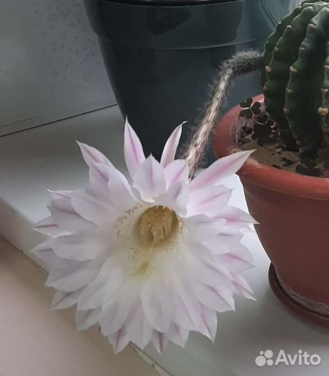 Кактус