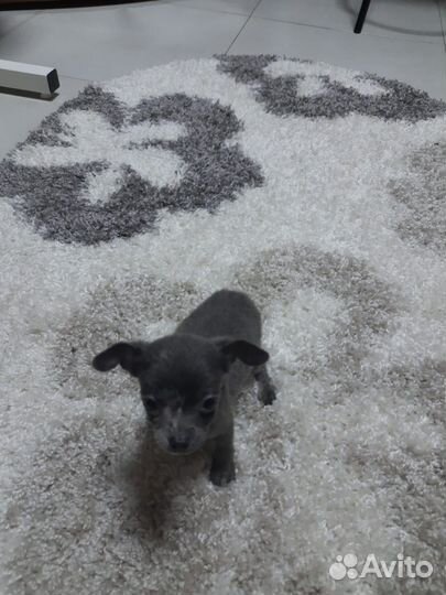 Той-терьер девочка