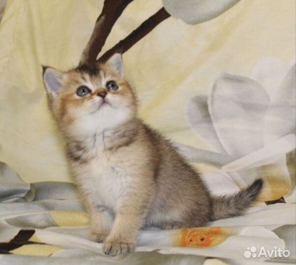 Британский котёнок