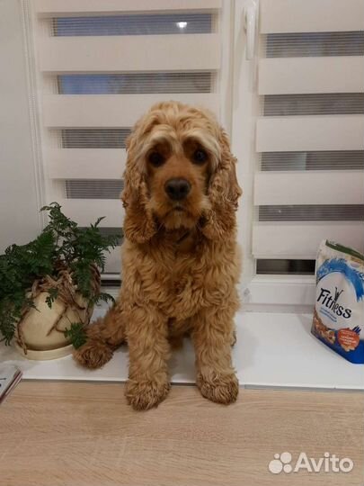 Американский кокер спаниель вязка