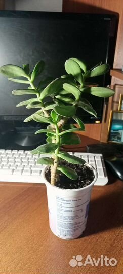 Денежное дерево