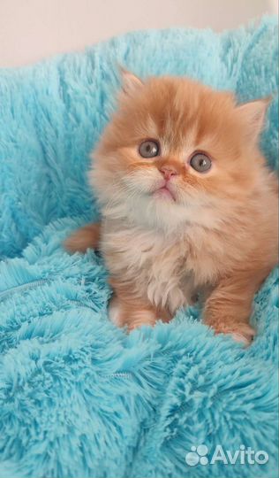 Хайленд страйт