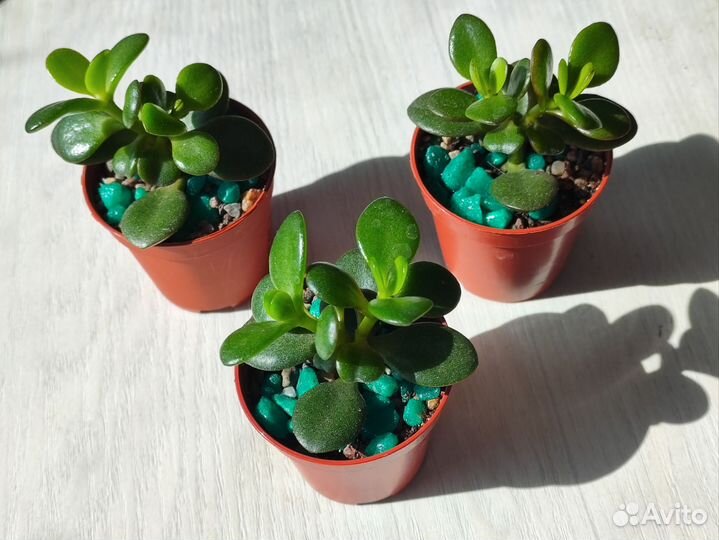 Денежные деревца