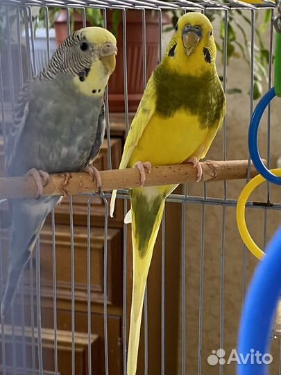 Волнистые попугаи