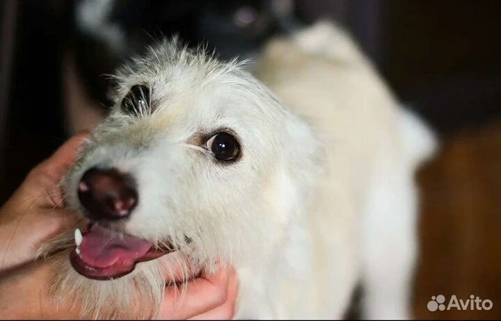 Мальчик и девочка метисы в добрые руки (даром)