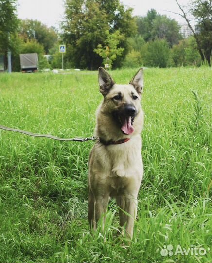 Амур ищет дом
