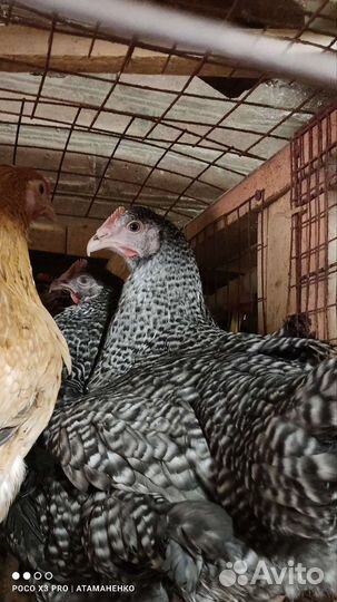 Куры молодки Доминант