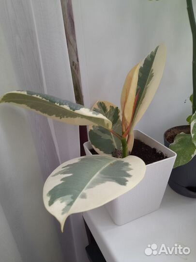 Комнатные растения