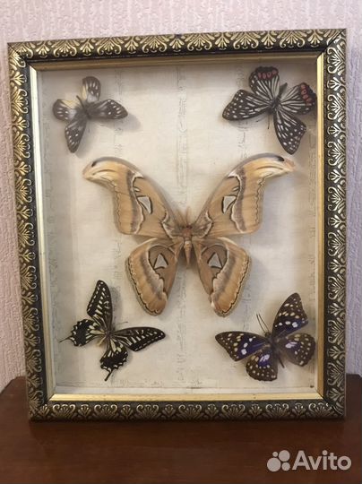 Бабочки в рамках