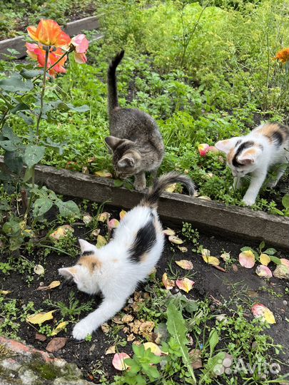 Котята в добрые руки бесплатно