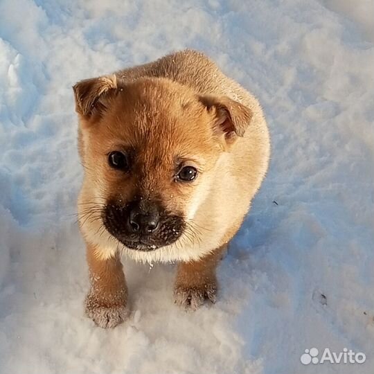 Щенки в добрые руки