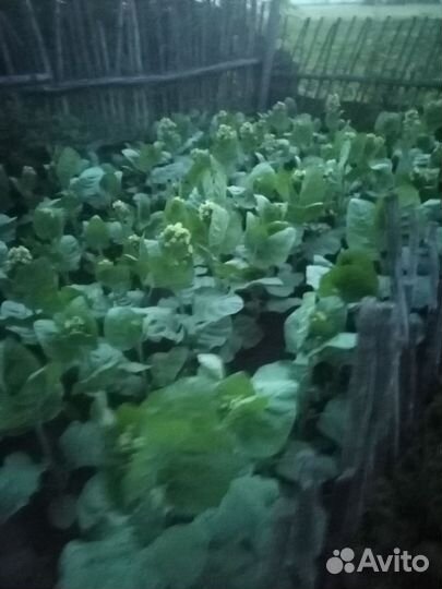 Продать мохорку