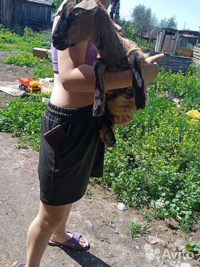 Продам козлят