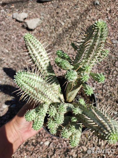 Euphorbia variegata - Эуфорбия вариегата)