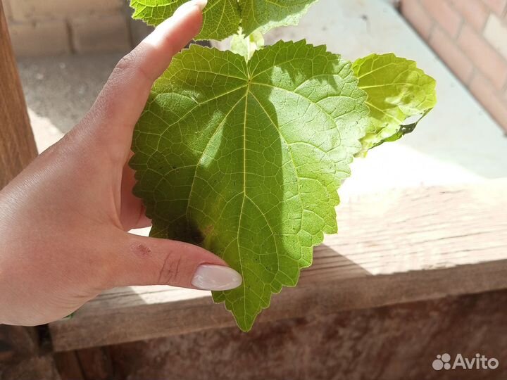 Павловния z07 Шан Тонг 9501