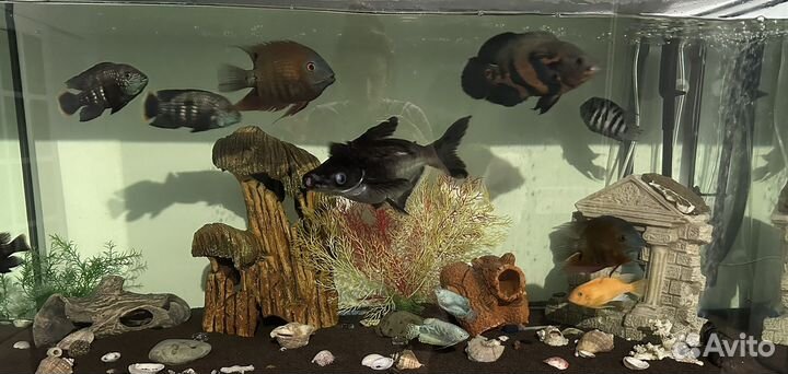 Аквариумные рыбки