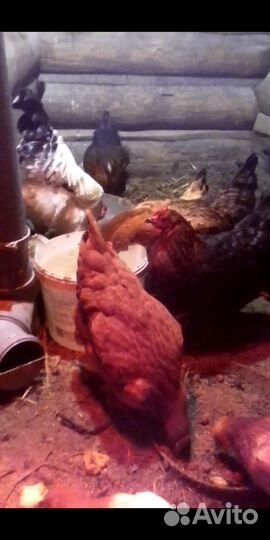 Инкубационные яйца