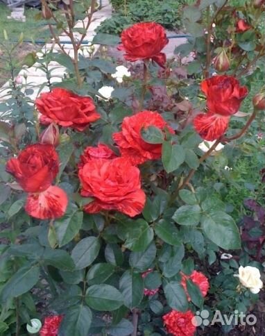 Роза чайно-гибридная Ред Интуишн (Red Intuition)