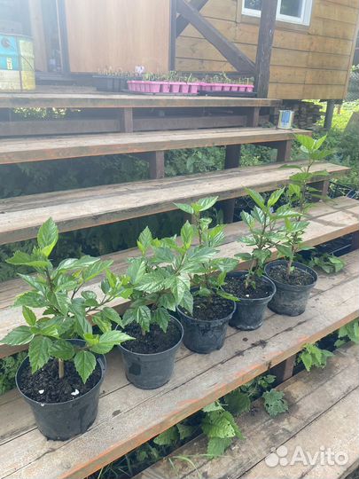 Гибискус (китайская роза) саженцы зкс