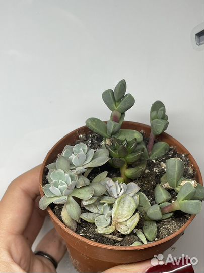 Суккуленты