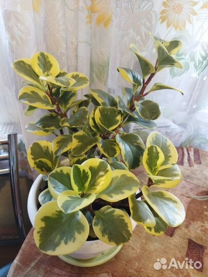 Пеперомия obtusifolja variegata