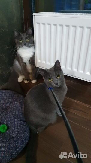 Кошечки сестрички