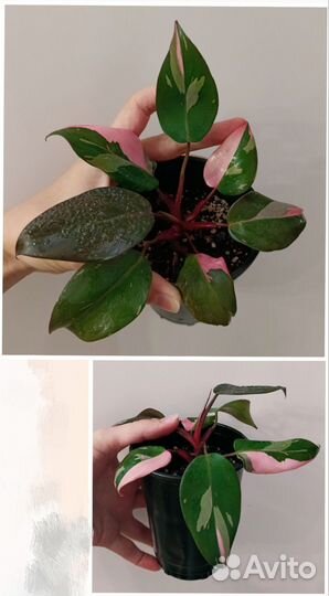 Филодендрон rose princess