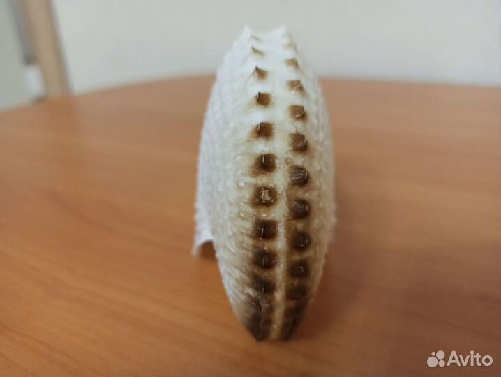 Морская раковина