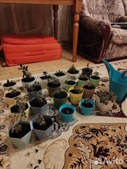 Аихризон дерево любви