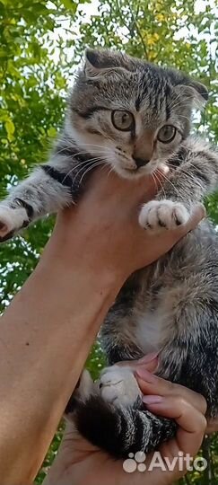 Пристраиваются котята