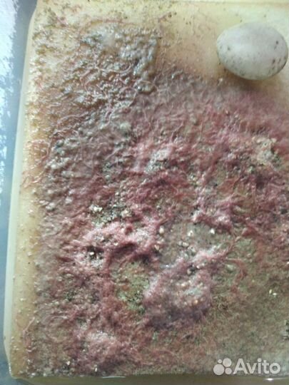 Трубочник изя