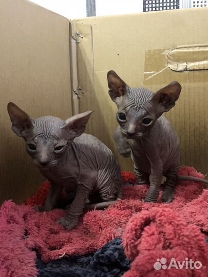 Канадский сфинкс