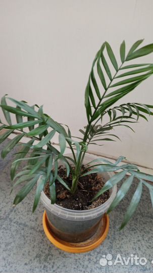 Комнатные цветы