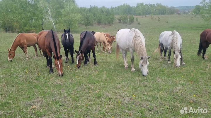 Продам лошадей