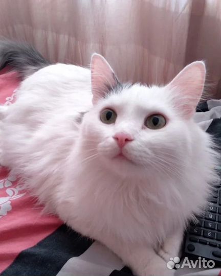 Бася кошка в добрые ответственные руки