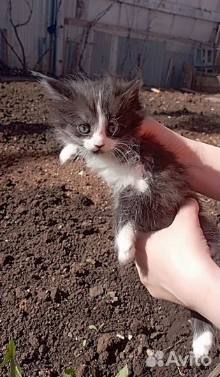 Отдам в хорошие руки котят