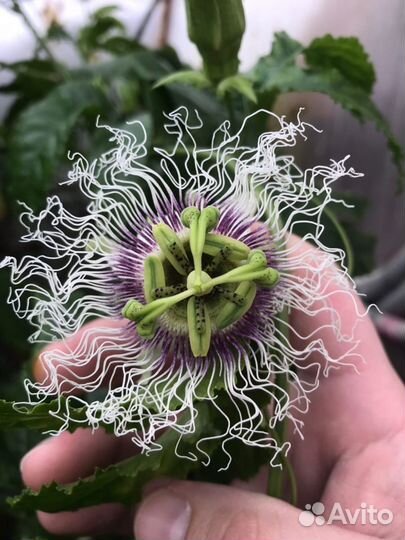 Экзотические/тропические растения для дома